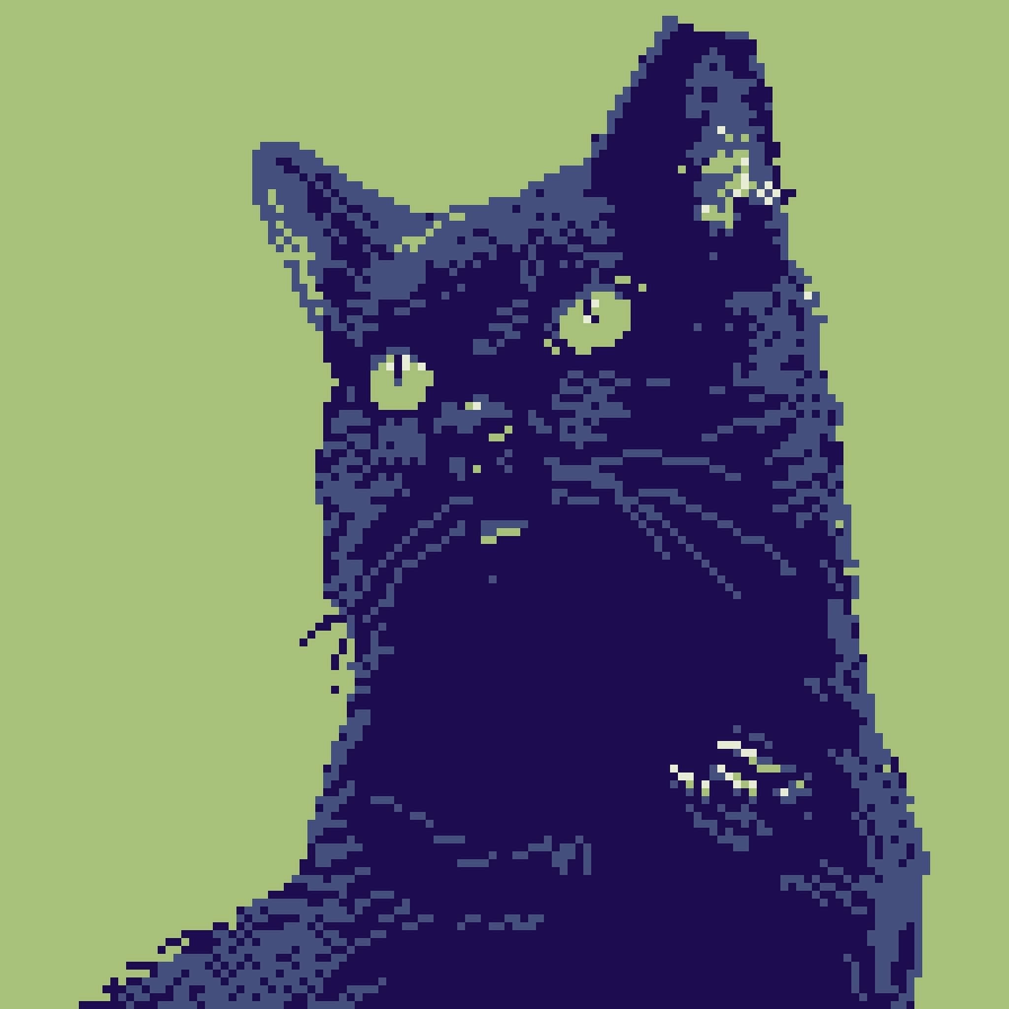 portrait of a cat with black fur.